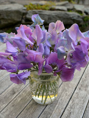 Load image into Gallery viewer, Sweet Pea, 'Turquoise Lagoon'