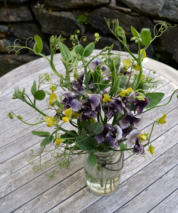 Sweet Pea Sp., 'Lathyrus Chloranthus'