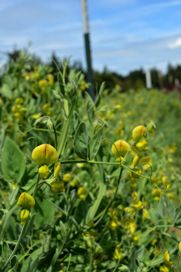 Sweet Pea Sp., 'Lathyrus Chloranthus'