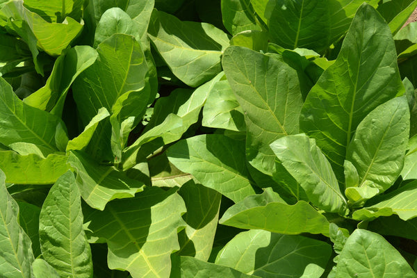 Nicotiana, 'Only the Lonely'