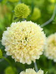 Load image into Gallery viewer, Scabiosa, 'Fata Morgana'