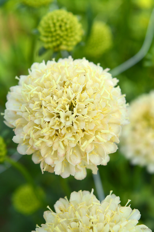 Scabiosa, 'Fata Morgana'
