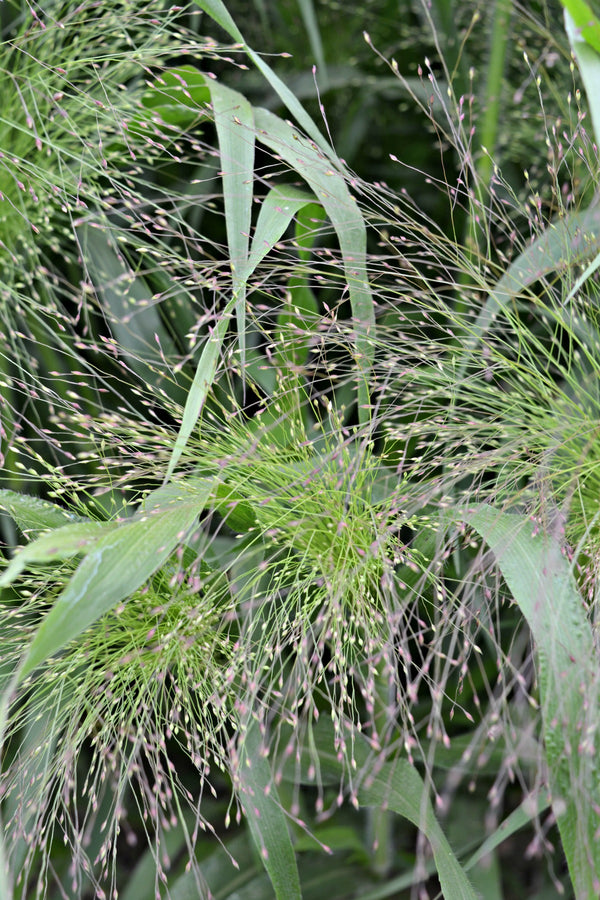 Ornamental Grass, 'Frosted Explosion'