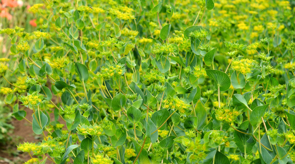 Bupleurum, 'Green Gold