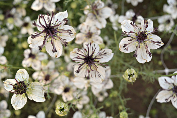 Nigella, 'Bridal Veil'