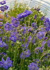 Scabiosa, 'Fama Deep Blue'