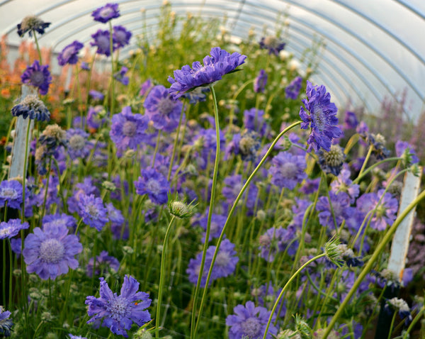 Scabiosa, 'Fama Deep Blue'