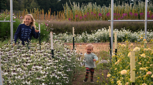 Nigella, 'Bridal Veil'