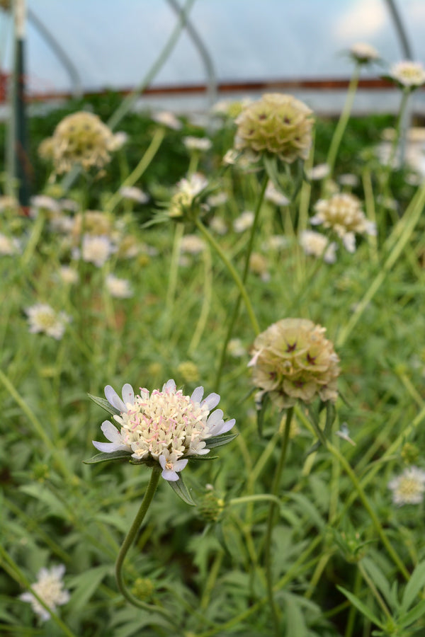 Scabiosa, 'Sternkugel'