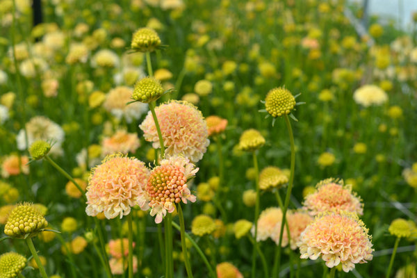 Scabiosa, 'Fata Morgana'