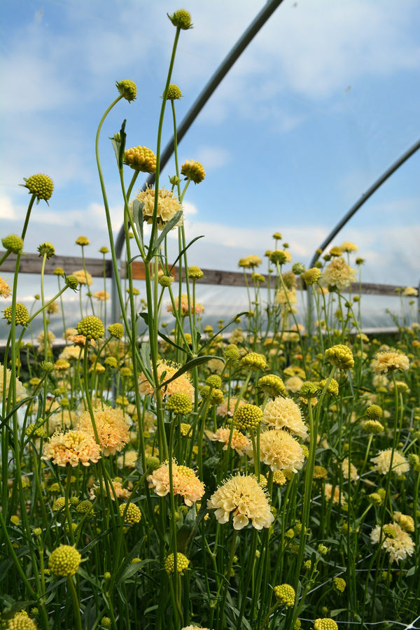 Scabiosa, 'Fata Morgana'