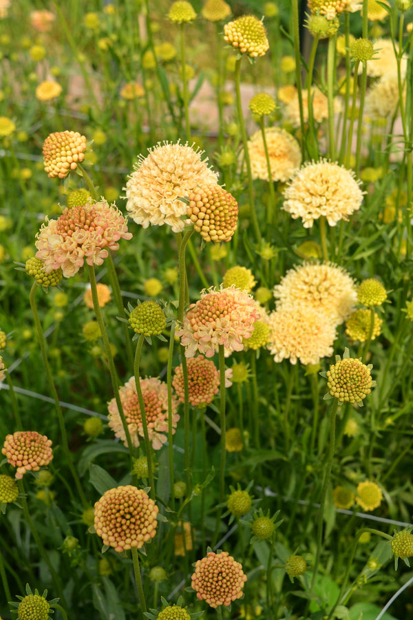 Scabiosa, 'Fata Morgana'