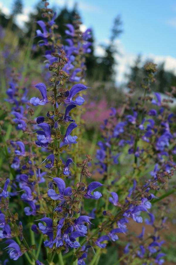 Salvia, 'Transylvanian Sage'