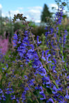 Salvia, 'Transylvanian Sage'