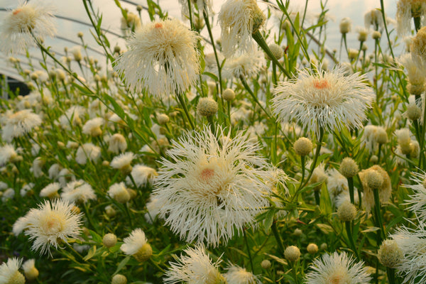 Basket Flower, 'Aloha Blanca'
