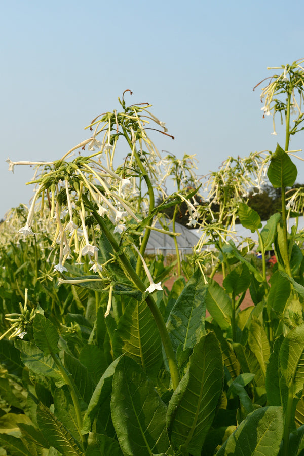 Nicotiana, 'Only the Lonely'
