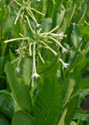 Nicotiana, 'Only the Lonely'