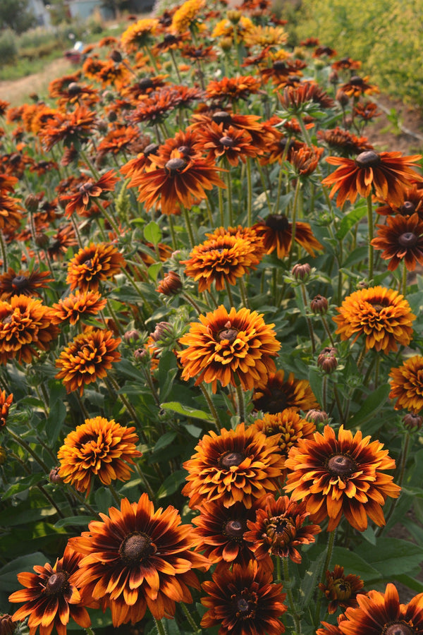 Rudbeckia, 'Autumn Sunset'