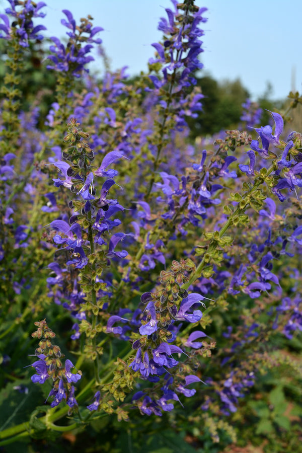 Salvia, 'Transylvanian Sage'