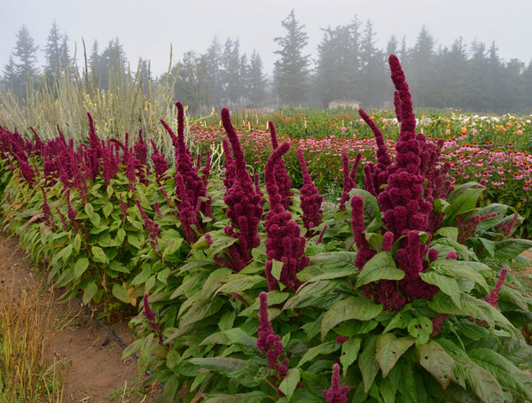 Amaranth, 'Elephant's Head'