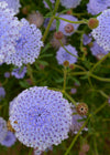 Didiscus, 'Blue Lace Flower'