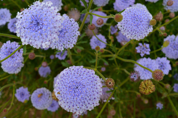 Didiscus, 'Blue Lace Flower'