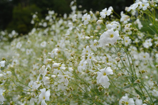 Gypsophila/Baby's Breath, 'Covent Garden'