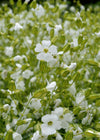 Saponaria, 'White Beauty'