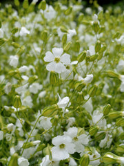 Load image into Gallery viewer, Saponaria, 'White Beauty'