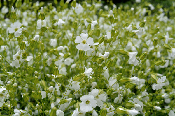 Saponaria, 'White Beauty'