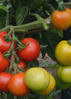 Tomato, 'Matina'