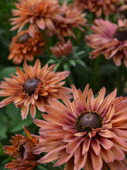 Load image into Gallery viewer, Rudbeckia, 'Sahara'
