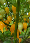 Hot Pepper, 'Biquinho Yellow'