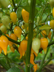 Load image into Gallery viewer, Hot Pepper, 'Biquinho Yellow'