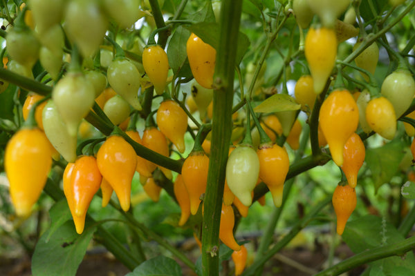 Hot Pepper, 'Biquinho Yellow'