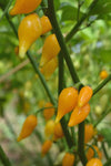 Hot Pepper, 'Biquinho Yellow'