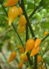 Hot Pepper, 'Biquinho Yellow'