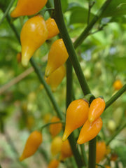 Load image into Gallery viewer, Hot Pepper, 'Biquinho Yellow'