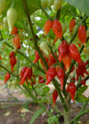 Hot Pepper, 'Biquinho Red'