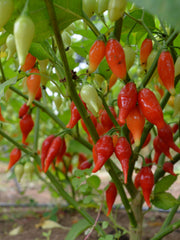 Load image into Gallery viewer, Hot Pepper, 'Biquinho Red'