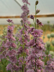 Load image into Gallery viewer, Larkspur, 'Earl Grey'