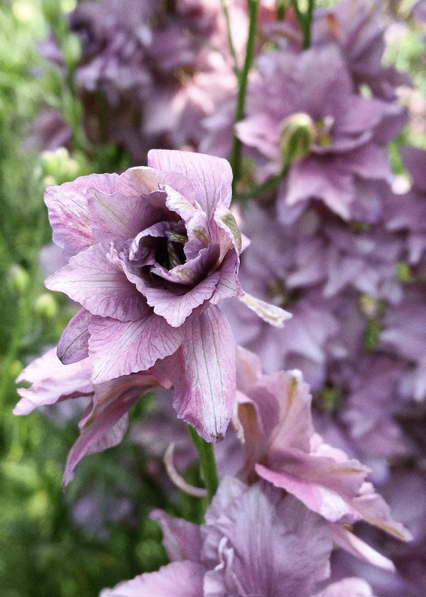 Larkspur, 'Earl Grey'