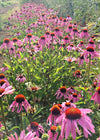 Echinacea (Purple Coneflower)