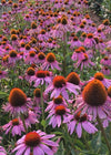 Echinacea (Purple Coneflower)