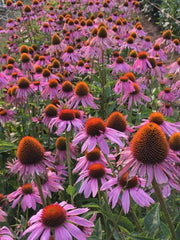 Echinacea (Purple Coneflower)