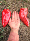 Sweet Pepper, 'Elephant's Ear'