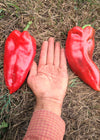 Sweet Pepper, 'Elephant's Ear'