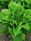 Lettuce, 'Emerald Fan'