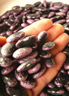 Bean, Pole Runner, 'Scarlet Emperor'