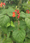 Bean, Pole Runner, 'Scarlet Emperor'